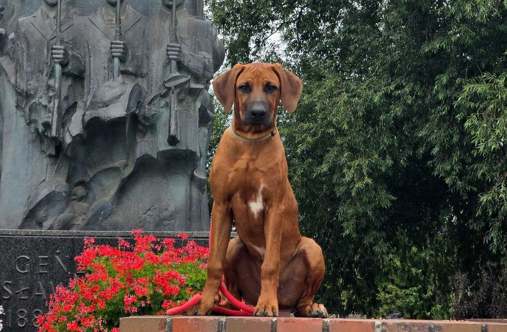 Szczenię Rhodesian Ridgeback – potomstwo zwycięzcy WDS 2025