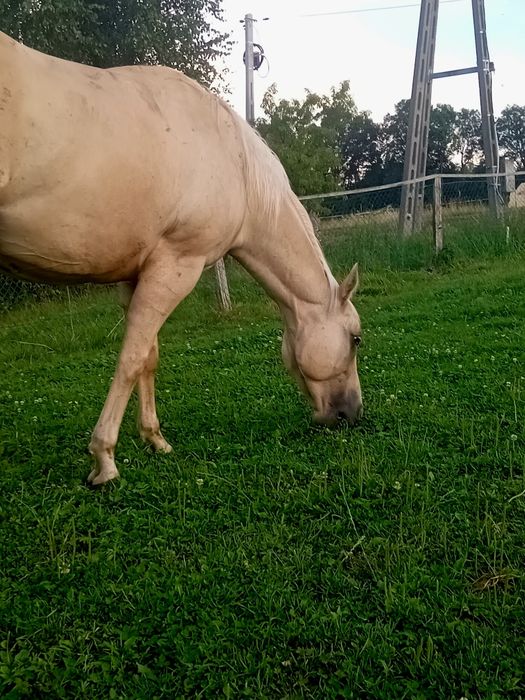 Wałach aqh ur. 04.2018