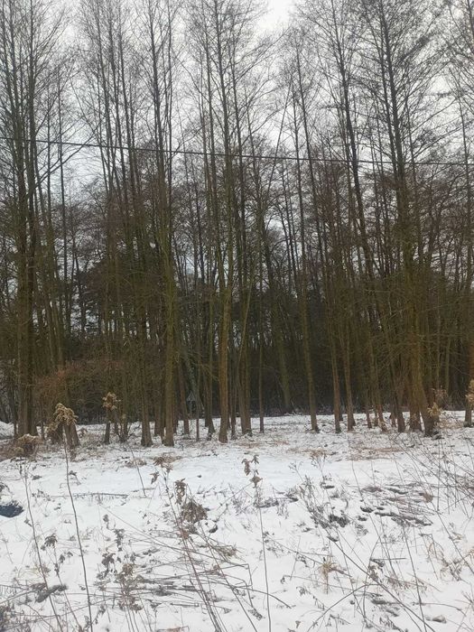 Drzewa Olszyna na pniu do  wycinki własnej