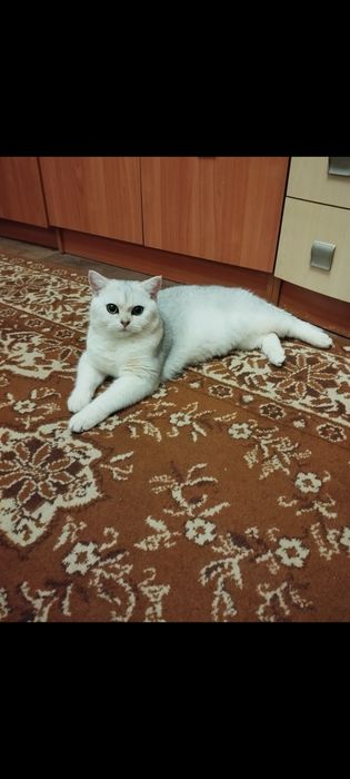 Вязка прямоухого шотландца