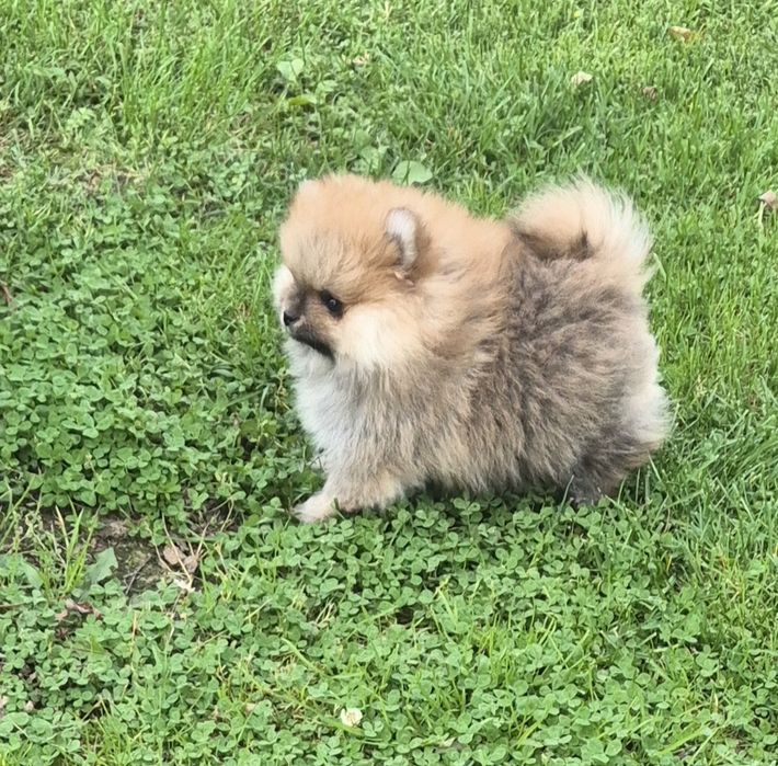 Szpic miniaturowy pomeranian ( piękny malutki rudy piesek)
