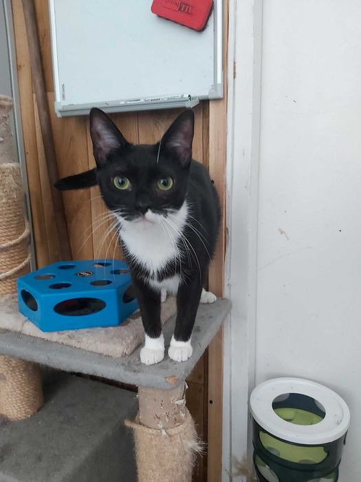 Ok. 1,5 roczna Bella czeka na kochający dom