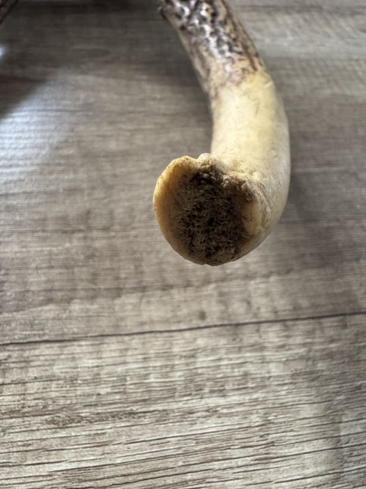 Poroże jelenia – naturalny zrzut, dekoracyjne