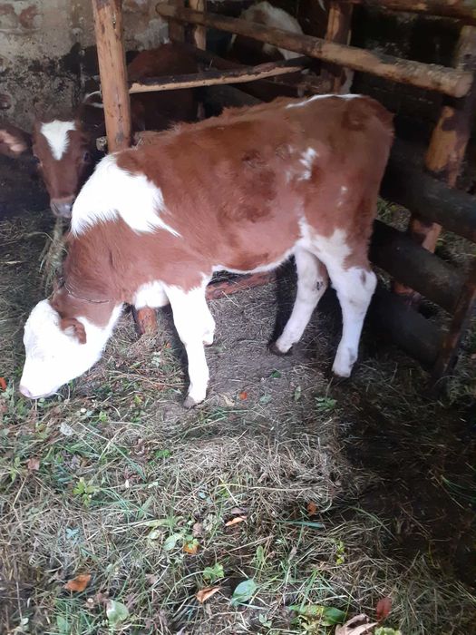 Sprzedam krowy  2 sztuki