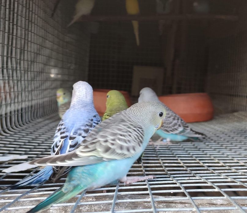 Periquito bravo com cores excecionais !