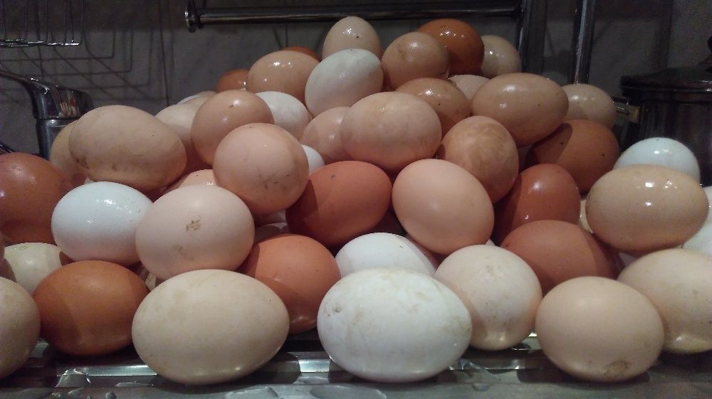 Jajka ekologiczne, z wolnego wybiegu, nioski naturalnie karmione