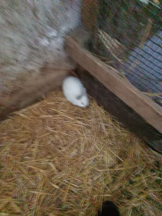 Sprzedam małe króliczki