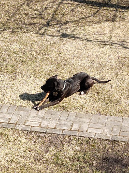 РОЗШУК!!!ПРОПАВ собака американський пітбуль, 4,5 р, ВИНАГОРОДА