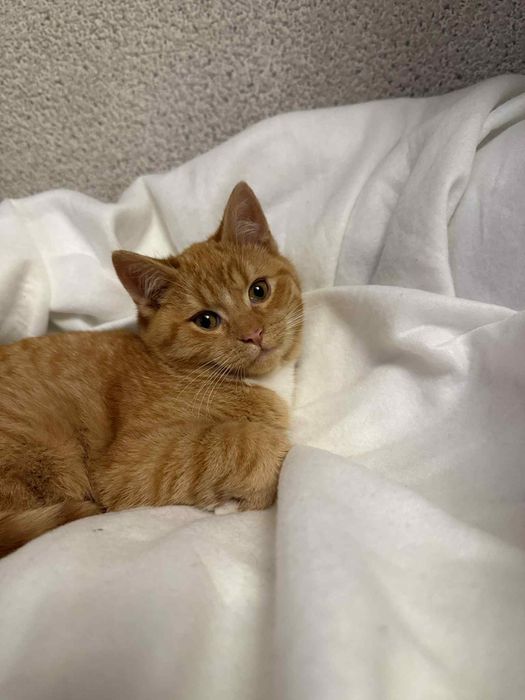 Piękny rudasek szuka domu