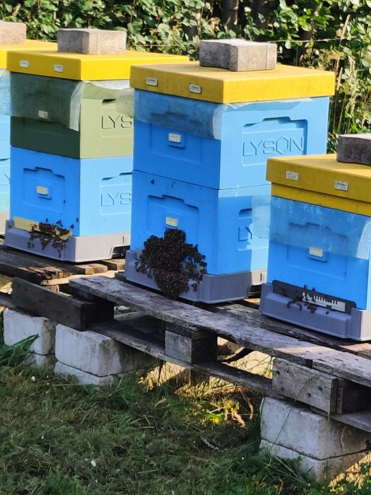 Sprzedam pszczoły z ulem