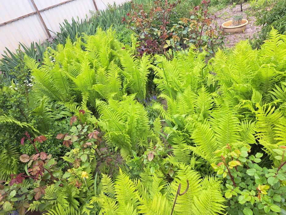 Квіти, багаторічники, 8 різних на 160грн!