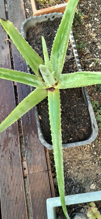 Uma planta Aloe Vera grande altura 55 cms