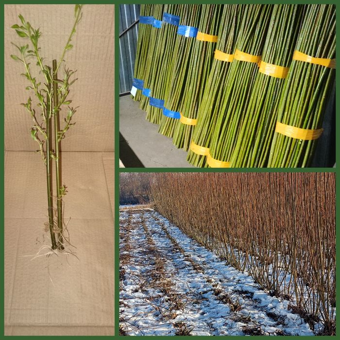 Wierzba energetyczna