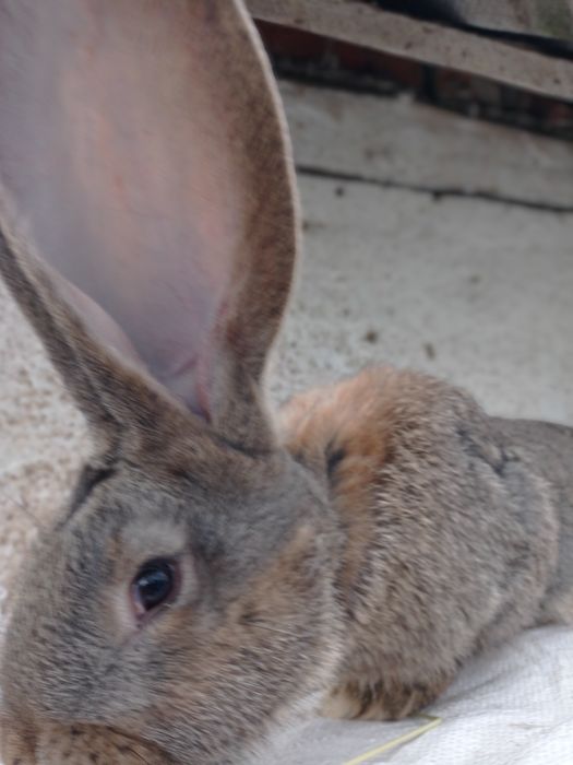 Кролі кролиці кролі