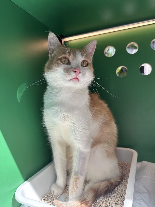 Котик рудий білий рижий кіт кошеня 8 місяців