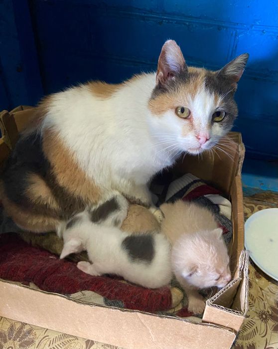 Котики шукають дім