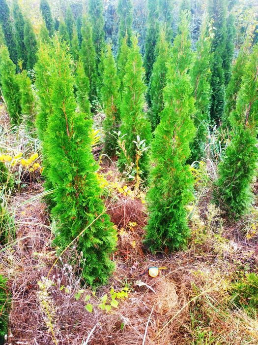 Туя смарагд 120-140 500грн