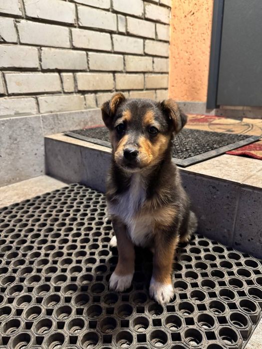 Віддам  цуценя , вік 3 місяця