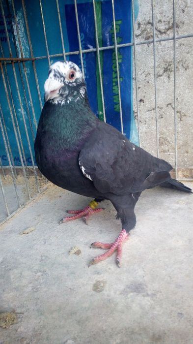 Gołębie Mulemans Tygrysy