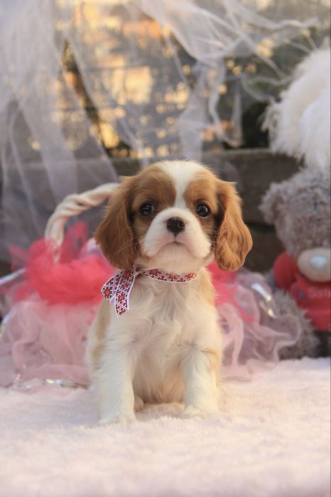 Дівчинка Кавалер Кінг чарльз спаніель