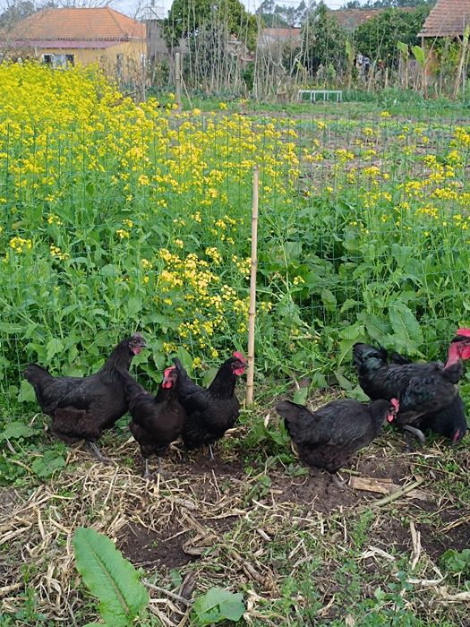 Ovos galados, galinha preta lusitânica