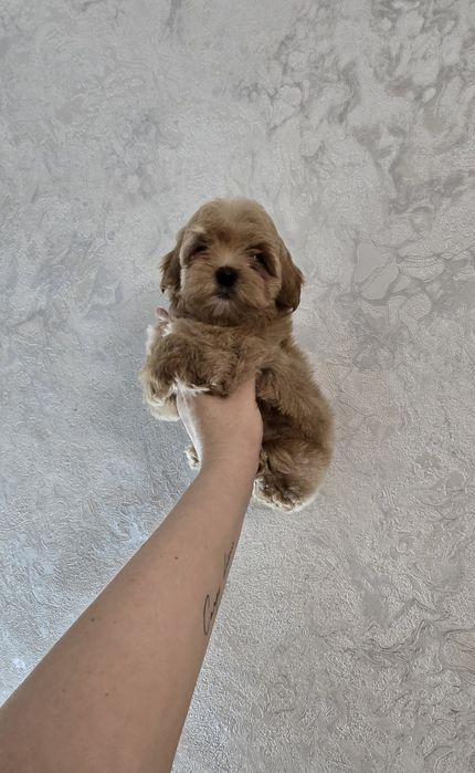 щенки Maltipoo mini F1