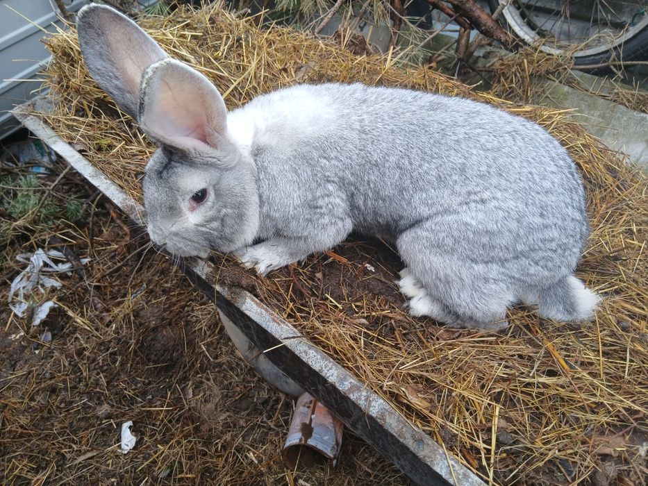 Króliki,  króle, samce,  młode