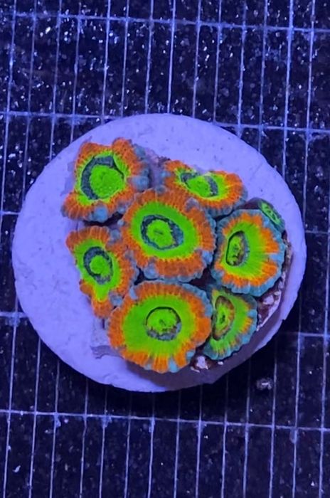 Корали Морський акваріум