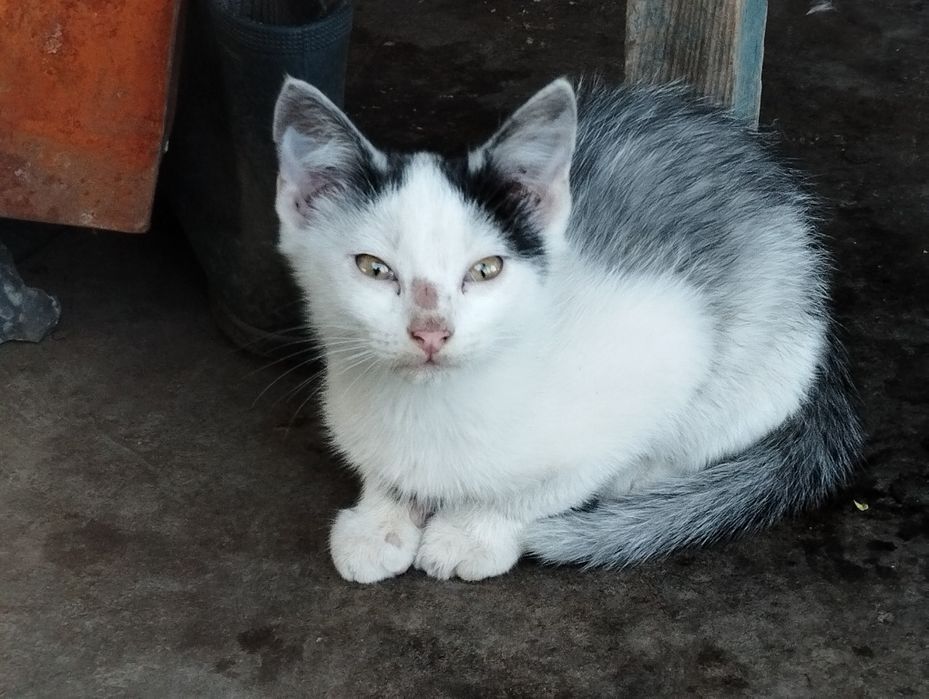 Котенята в добрі руки