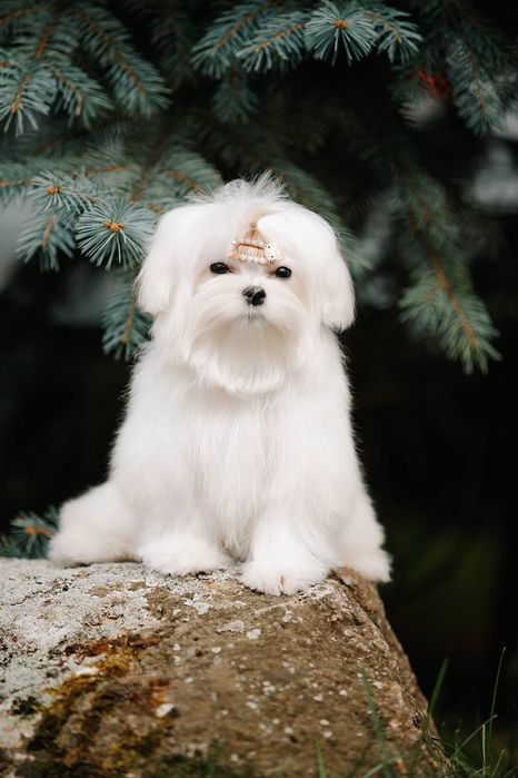 Сказочная Девочка мини для дома и души