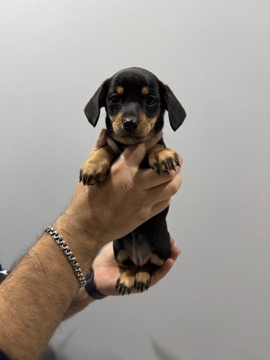 Дівчинка такса класичного окрасу