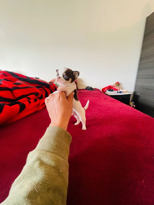 Chihuahua macho pelo curto Um exemplar