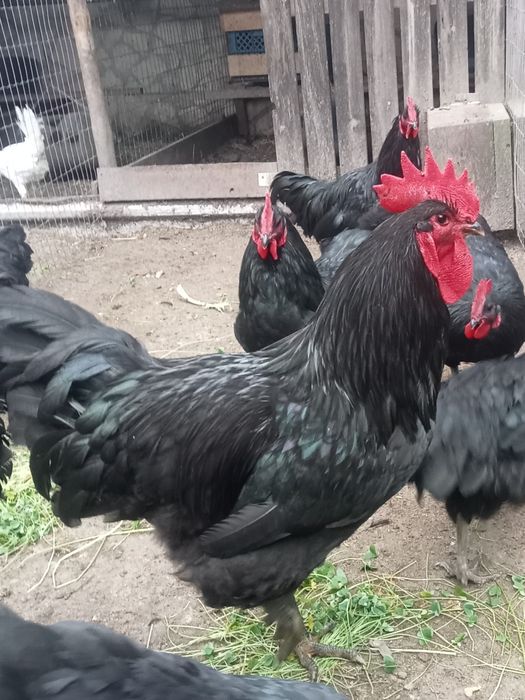 Ovos Galados Raça Brahma ,Jersey Gigantes Pretos e  Leghorn Isabella