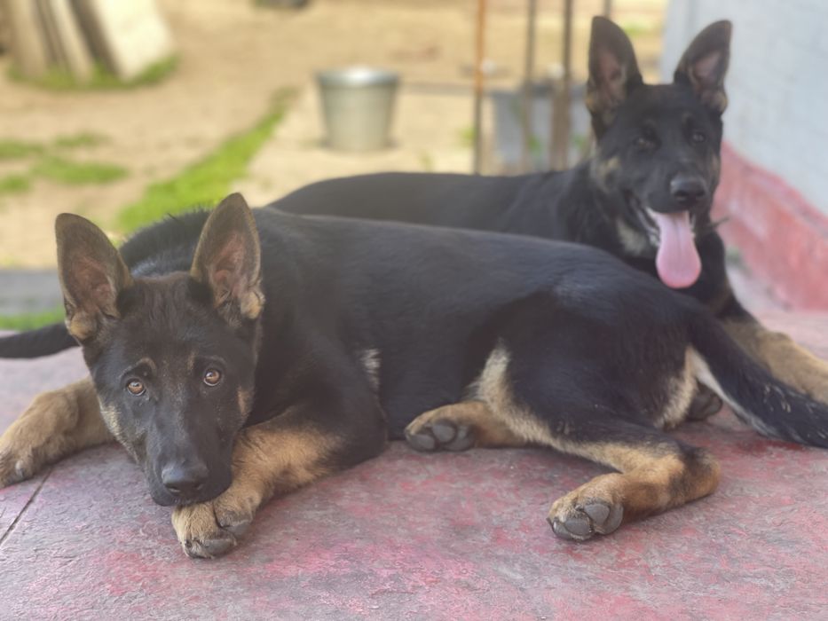 Німецька вівчарка цуценята дівчата КСУ п-к Голден Пак