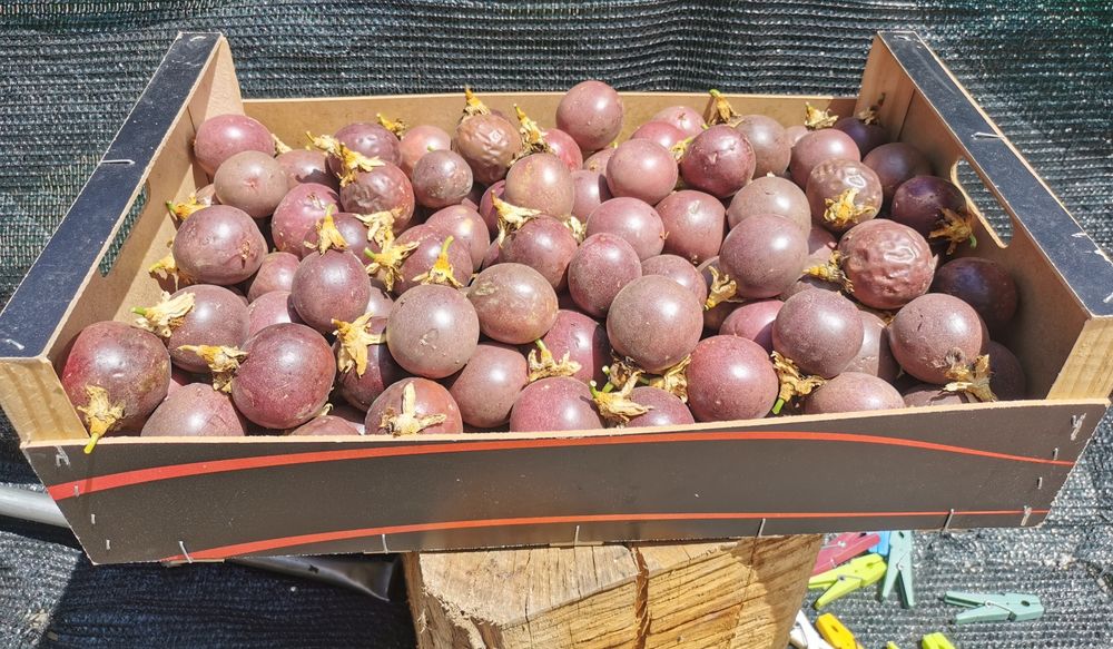 Vendo Maracujá Roxo.