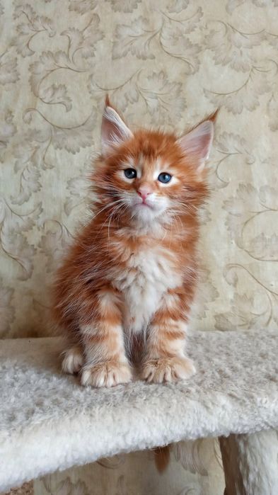 Мейн кун Мальчики в дикий  окрас и рыжий, есть кошечка и котики