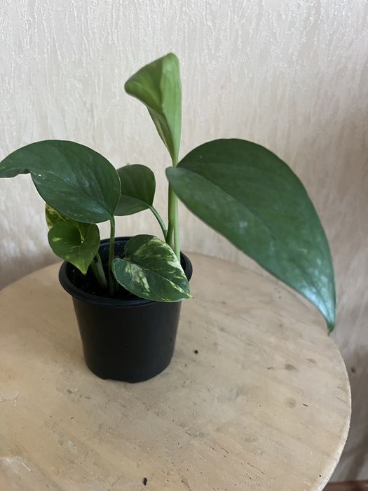 Епіпремнум. Сциндапсус.