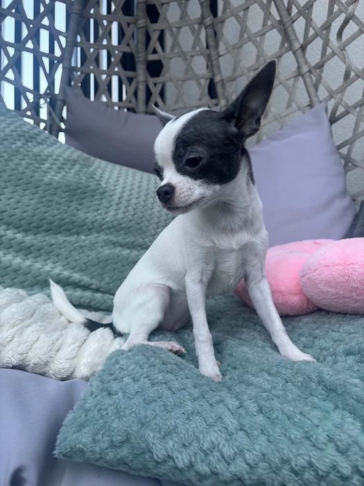 Chihuahua FCI dziewczynka