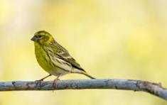 Aves anilhadas  2025 (outras aves)