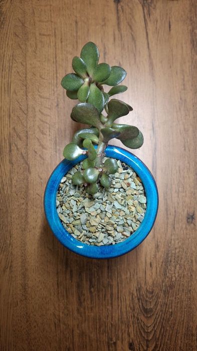 Красула мінор бонсай