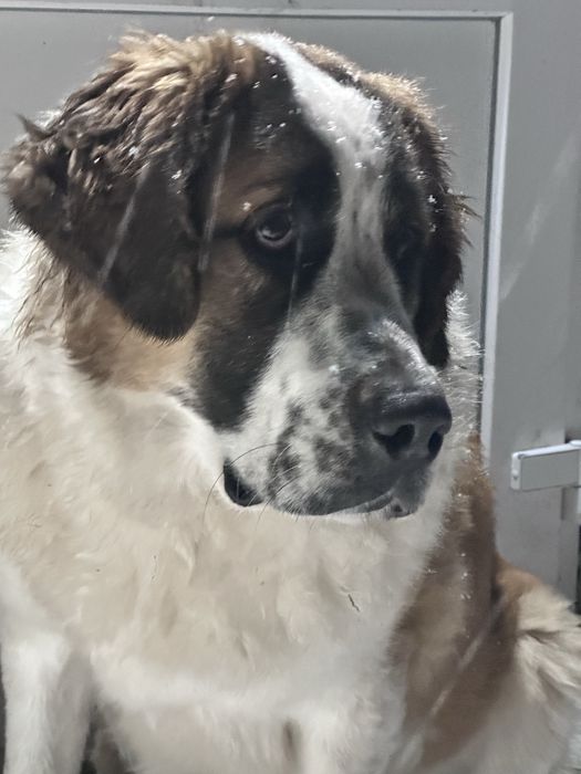 Віддам в добрі руки чистокровна Московська Сторожева 11 місяців