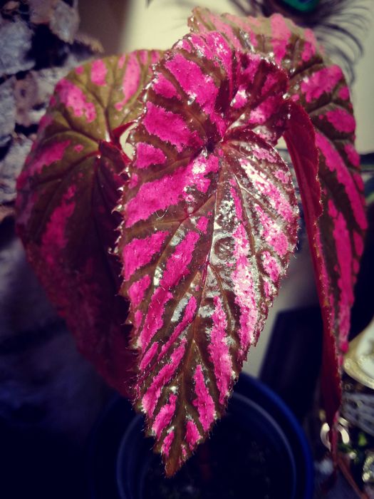Begonia Brevirimosa RZADKOŚĆ roślina kolekcjonerska nie Monstera