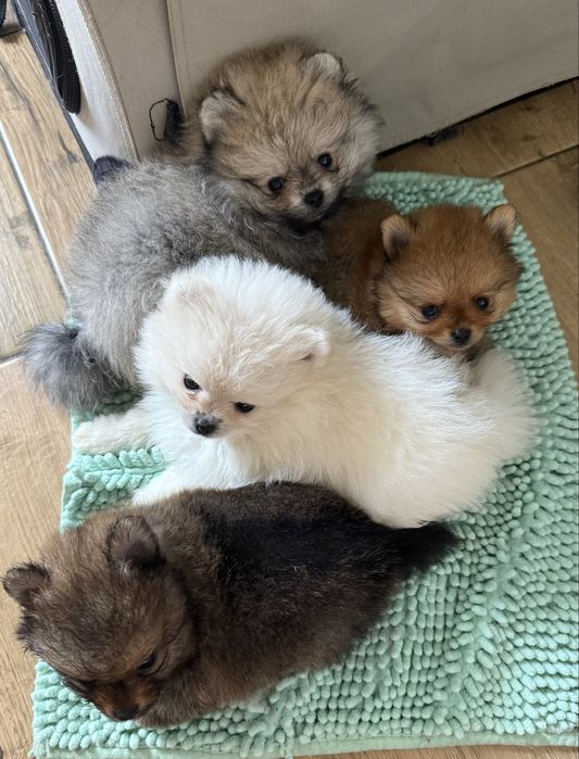 Szpic Miniaturowy Pomeranian