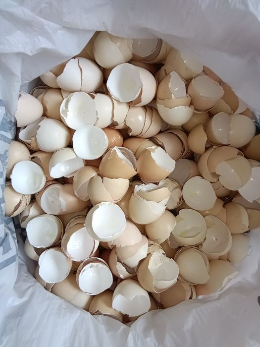 Органічна яєчна ШКАРАЛУПА від домашніх курочок (добриво, добавка)