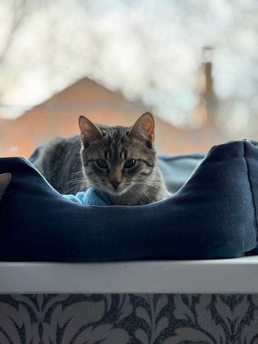 Кошенята 4-5 місяців в добрі руки