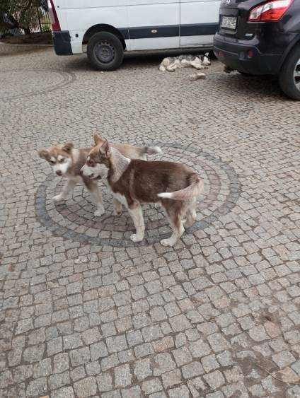 Szczeniak Rasy Syberian Husky z rodowodem.