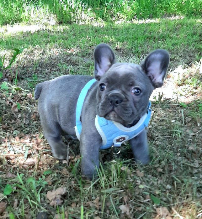 Buldog francusk piesek
