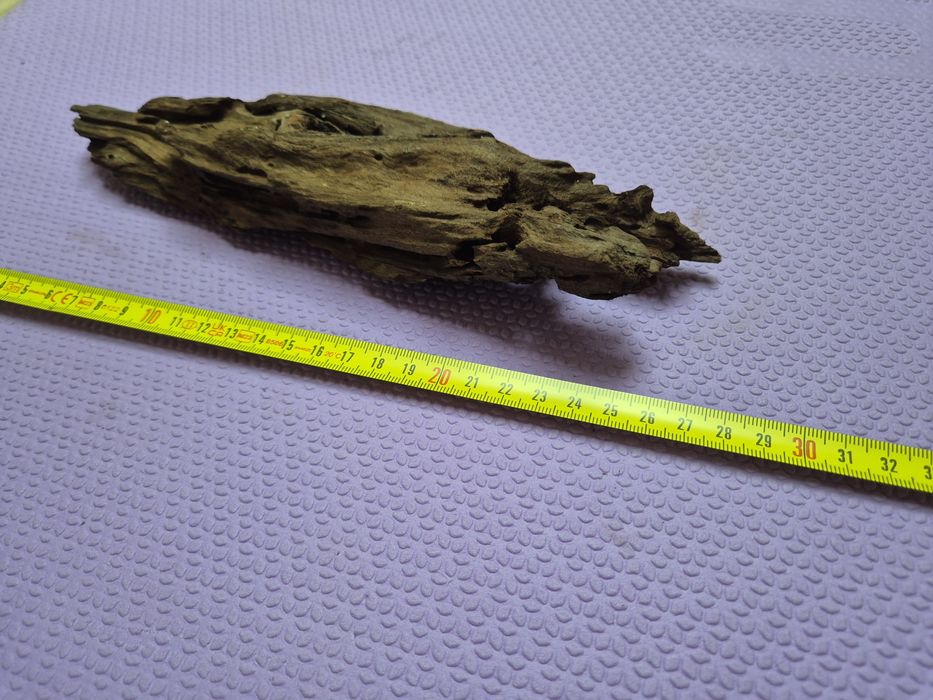Korzeń mangrowca 25 cm