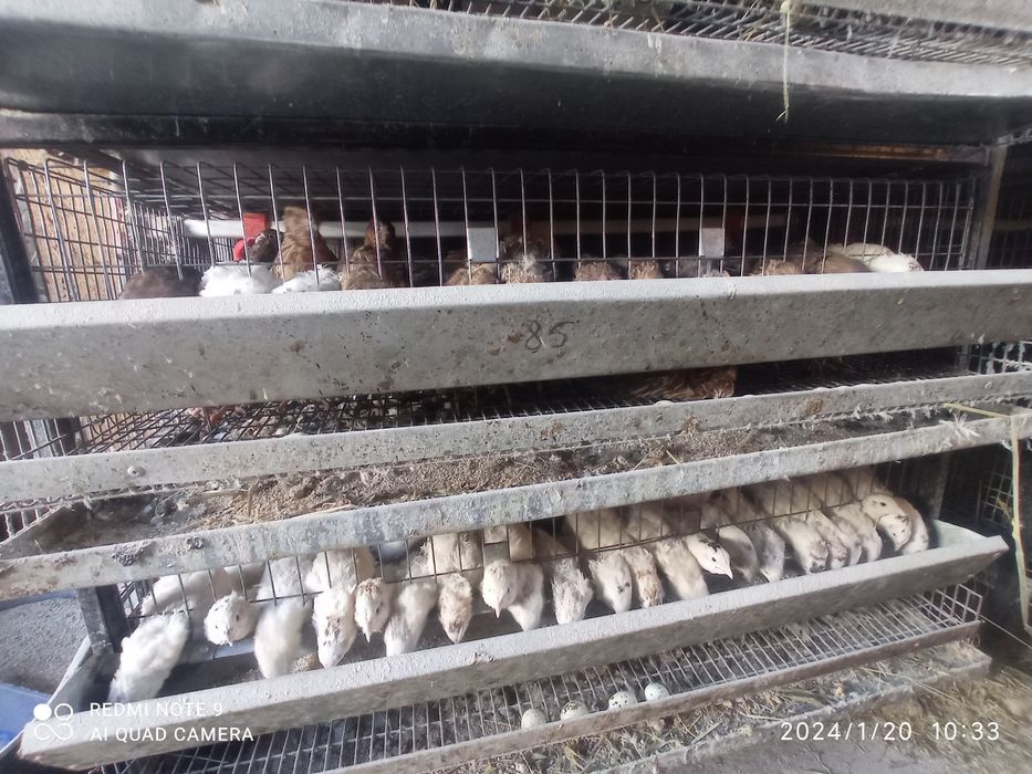 Перепілки На м'ясо та несуть яйця