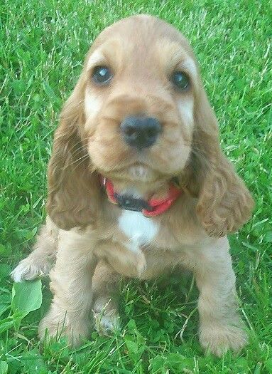 Хлопчик і дівчинка спанієля — ідеальні компаньйони